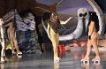 Lionking 0500